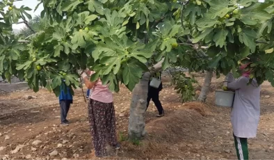 Aydın’da taze incir hasadı başladı! Tarlada 22 TL, pazarda 70 TL
